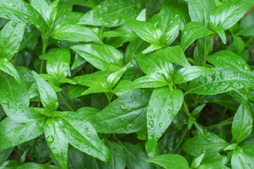 Group fresh green leaves andrographis paniculata or kariyat tree (fah talai jone), a Thai traditional herb and has antipyretic properties close-up.