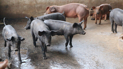 Black pigs are on the farm.