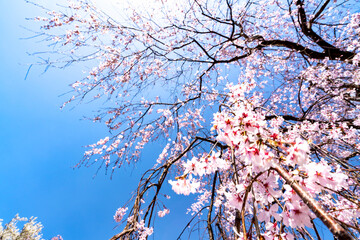 【春イメージ】桜と青空背景