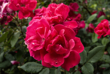 A Pink and Red Cornelia Rose Shrub