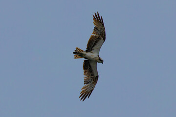 An osprey in flight against sky
