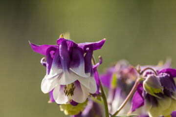 Flower of a common columbine in a german garden