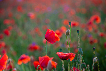 Obraz premium Red poppies. Buds of wildflowers and garden flowers. Red poppy blossoms. Field of poppies. Background for postcards. Nature in the summer. Sunset sun. Copy space