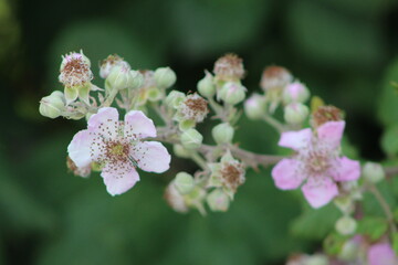 Rubus ulmifolius (Wild blackberry) Bloomimg to welcome the coming summer.With a soft pink color of blooming flowers in the morning sunlight, the central region of Italy.Nature backgrand,Close up .
