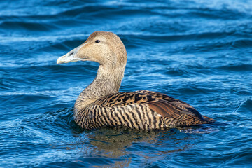 Brown duck in the sea