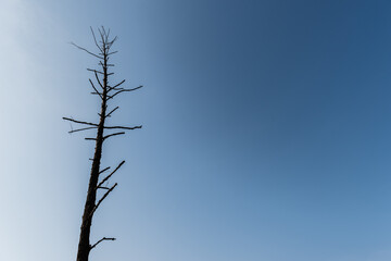 low angle view of branches on dark tree against blue sky