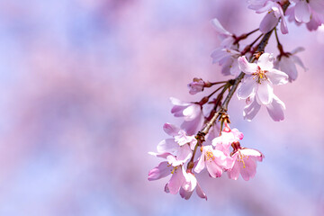 【春イメージ】桜と青空背景
