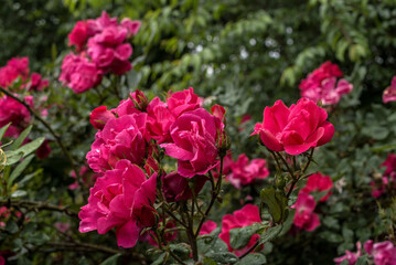 A Pink and Red Cornelia Rose Shrub