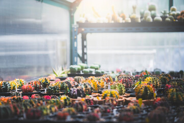 Cactus in greenhouse farm, Gardening botany concept