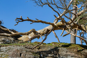 A fallen tree log after storms in Sweden
