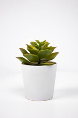 Green plant in a white pot on a background