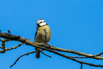 Small sunlit bird sitting on a branch
