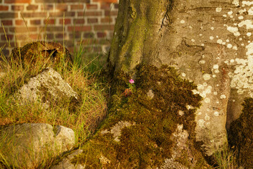 Es bl&uuml;ht im Baum