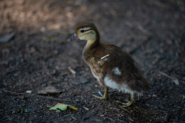 Junge Ente