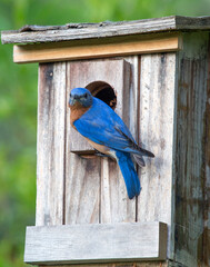 Eastern Bluebird on Birdhouse