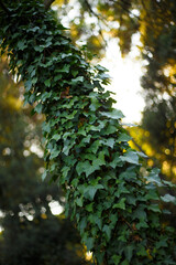 Vertical view. A tree trunk covered in wild ivy.
