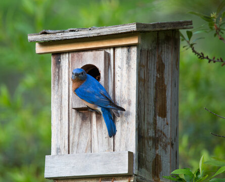 Eastern Bluebird on birdhouse