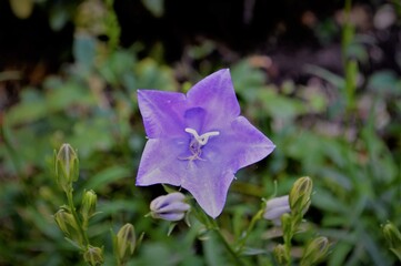 Purple harebell flower in the garden 