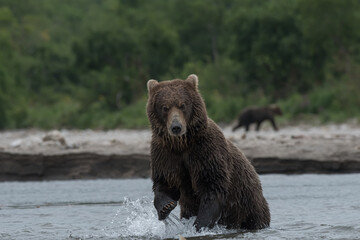 Obraz premium Brown bear in water, Kamchatka, Russia. 
