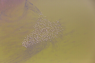 Aerial view of a flock of lesser flamingos over Lake Little Magadi in the Great Rift Valley. Little Magadi is part of Lake Magadi, the southernmost lake in the Kenyan Rift Valley, north of Tanzania.