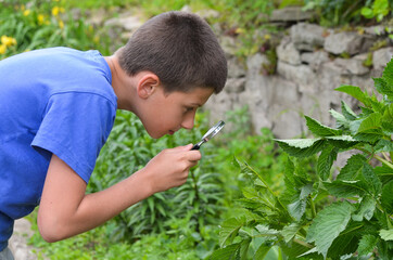 Caucasian child explores the environment with the help of a magnifying glass. A boy watches insects...
