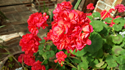 한국 제주도의 붉은색 제라늄 꽃