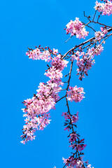 【春イメージ】桜と青空背景