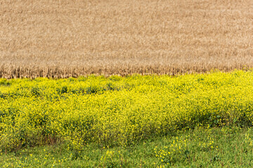 yellow flowers blooming near golden rye field