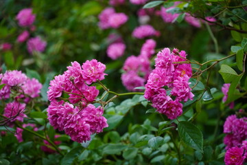 Beautiful pink peonies