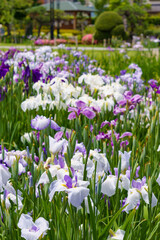 Obraz premium 花菖蒲