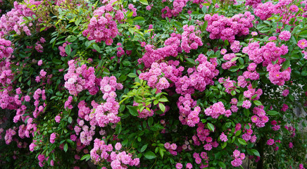 Beautiful pink peonies
