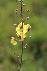 Verbascum virgatum or Twiggy Mullein. This species is native to the United Kingdom, Italy, France, the Iberian Peninsula, Canary Islands and Madeira Islands.