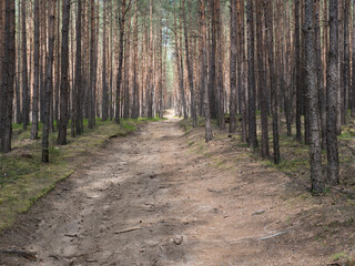 Wide empty forest dirt road in spring green spruce tree forest with bare tree trunk in gentle sun light