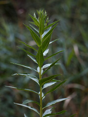 Branch of wild plant in the forest
