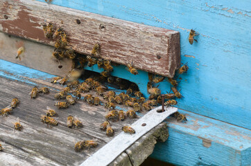 The bees in the hive. Apiary with bees. The concept of beekeeping