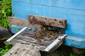 The bees in the hive. Apiary with bees. The concept of beekeeping