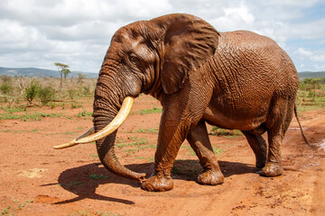 Fototapeta premium Close encounter with an Elephant bull walking in Zimanga Game Reserve in Kwa Zulu Natal in South Africa