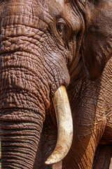 Close encounter with an Elephant bull walking  in Zimanga Game Reserve in Kwa Zulu Natal in South...
