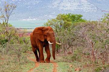 Elephant bull walking in Zimanga Game Reserve in Kwa Zulu Natal in South Africa