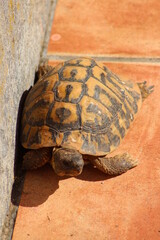 Turtle morning sunbath on the terrace of home.Close up turtle ,Outdoor animal background,Wildlife ,Italy.