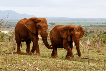 Fototapeta na wymiar Elephant bull paying attention to a female in Zimanga Game Reserve in Kwa Zulu Natal in South Africa