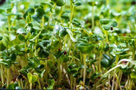 Close-up of broccoli microgreens in the black box. Sprouting Microgreens. Seed Germination at home. Vegan and healthy eating concept. Sprouted broccoli Seeds, Micro greens. Growing sprouts.