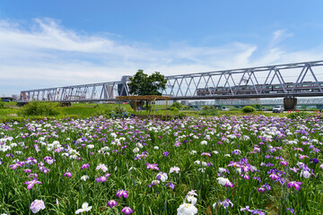 小岩菖蒲園