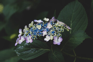 マットな紫陽花３
