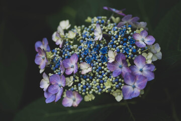 マットな紫陽花２