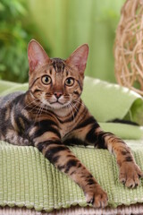 Bengal cat lying on a gree blanket