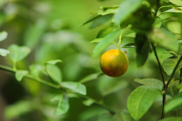 Fresh Kumquat in the garden