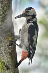 Great Spotted Woodpecker, Dendrocopos Major on Tree Brunch
