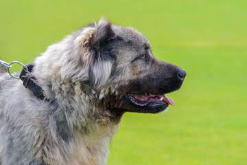 close-up of a Caucasian shepherd dog on a background of green grass
