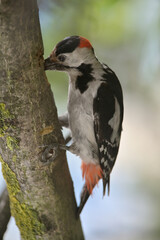 Great Spotted Woodpecker, Dendrocopos Major